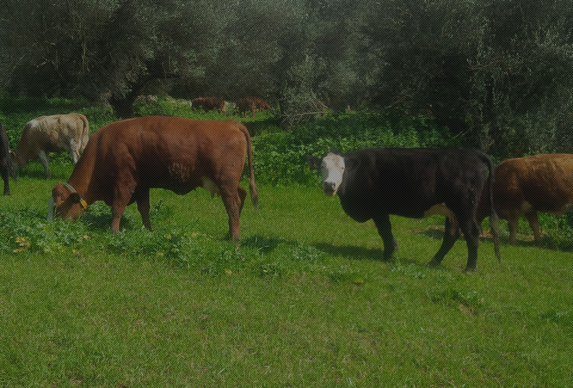 A Farm - Arcadian Ecological Farm